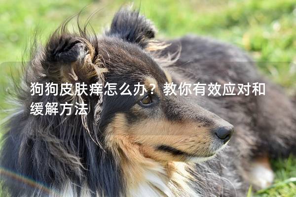狗狗皮肤痒怎么办？教你有效应对和缓解方法