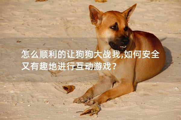 怎么顺利的让狗狗大战我,如何安全又有趣地进行互动游戏？