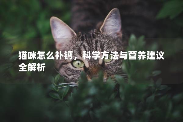 猫咪怎么补钙，科学方法与营养建议全解析