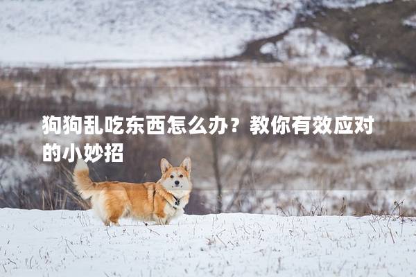狗狗乱吃东西怎么办？教你有效应对的小妙招