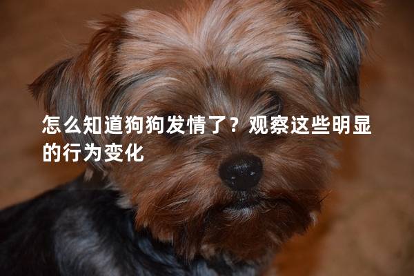 怎么知道狗狗发情了？观察这些明显的行为变化