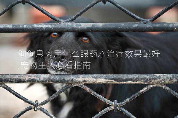 狗狗息肉用什么眼药水治疗效果最好,宠物主人必看指南