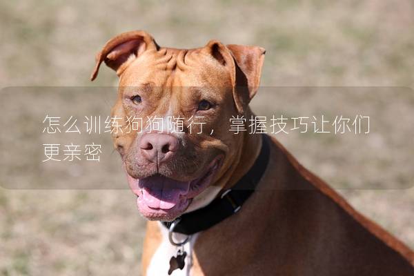 怎么训练狗狗随行，掌握技巧让你们更亲密