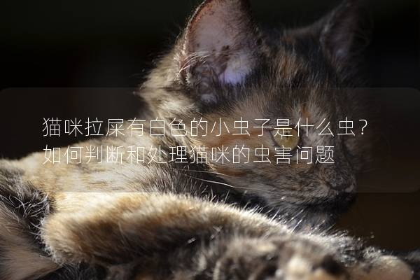 猫咪拉屎有白色的小虫子是什么虫？如何判断和处理猫咪的虫害问题
