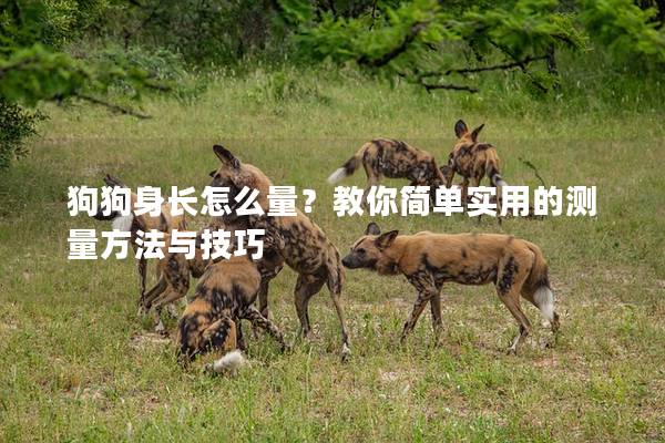 狗狗身长怎么量？教你简单实用的测量方法与技巧