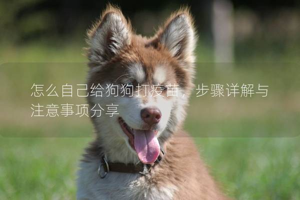 怎么自己给狗狗打疫苗，步骤详解与注意事项分享