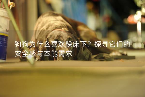 狗狗为什么喜欢躲床下？探寻它们的安全感与本能需求