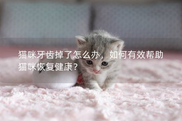 猫咪牙齿掉了怎么办，如何有效帮助猫咪恢复健康？