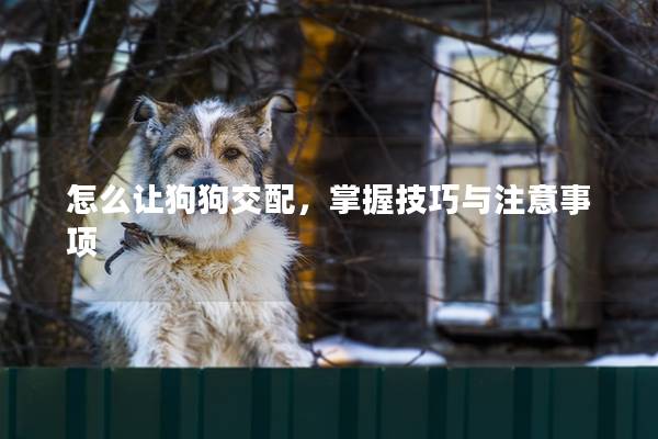 怎么让狗狗交配，掌握技巧与注意事项