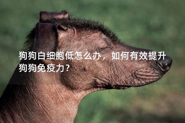 狗狗白细胞低怎么办，如何有效提升狗狗免疫力？