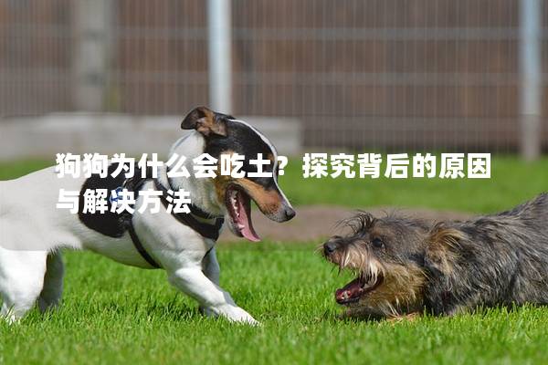 狗狗为什么会吃土？探究背后的原因与解决方法