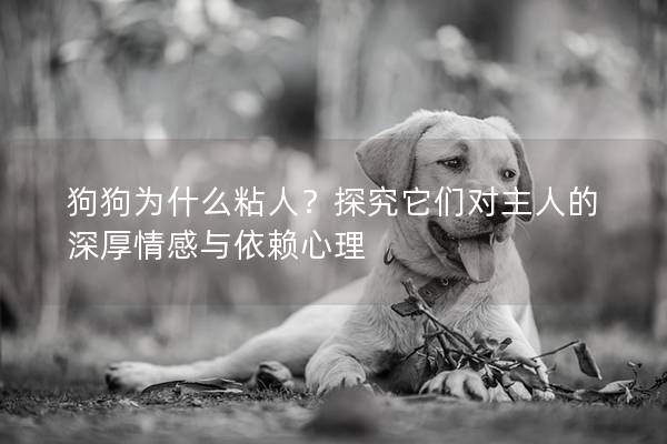 狗狗为什么粘人？探究它们对主人的深厚情感与依赖心理