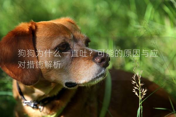 狗狗为什么一直吐？可能的原因与应对措施解析