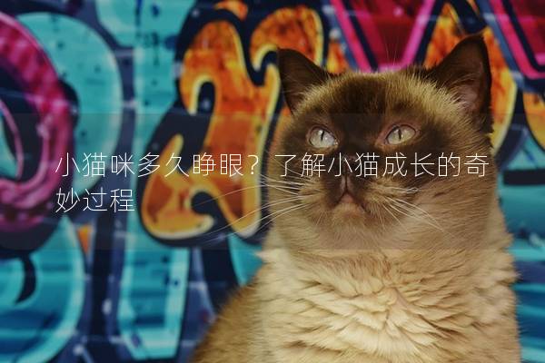 小猫咪多久睁眼？了解小猫成长的奇妙过程