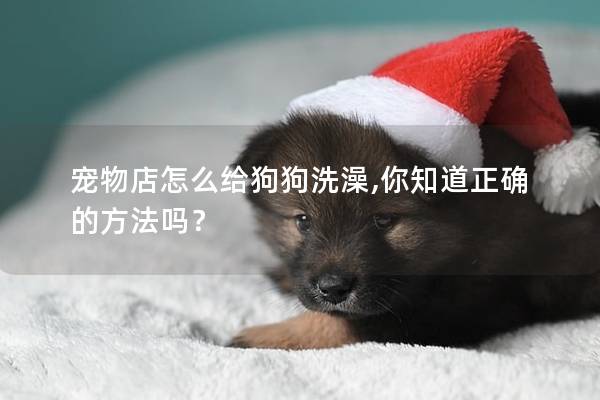 宠物店怎么给狗狗洗澡,你知道正确的方法吗？