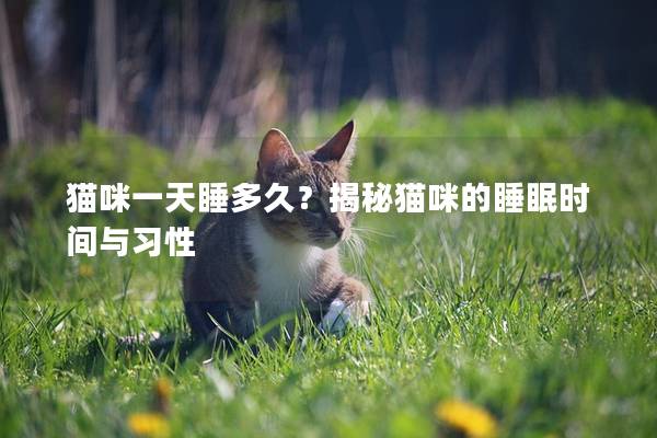 猫咪一天睡多久？揭秘猫咪的睡眠时间与习性