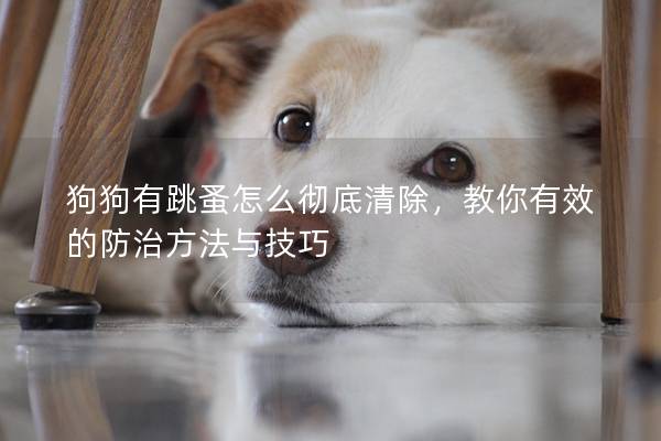 狗狗有跳蚤怎么彻底清除，教你有效的防治方法与技巧