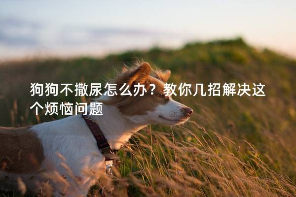 狗狗不撒尿怎么办？教你几招解决这个烦恼问题
