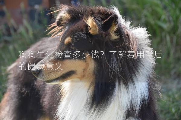 狗狗生化检查多少钱？了解费用背后的健康意义