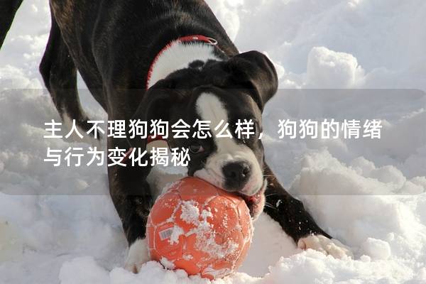 主人不理狗狗会怎么样，狗狗的情绪与行为变化揭秘