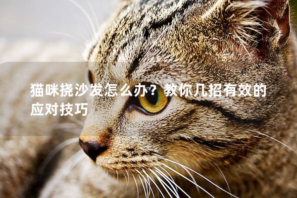 猫咪挠沙发怎么办？教你几招有效的应对技巧