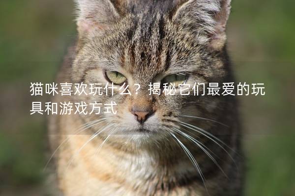 猫咪喜欢玩什么？揭秘它们最爱的玩具和游戏方式