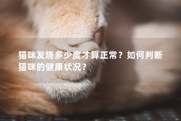 猫咪发烧多少度才算正常？如何判断猫咪的健康状况？