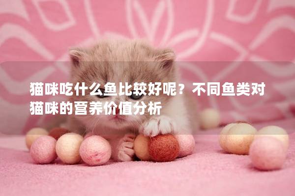 猫咪吃什么鱼比较好呢？不同鱼类对猫咪的营养价值分析