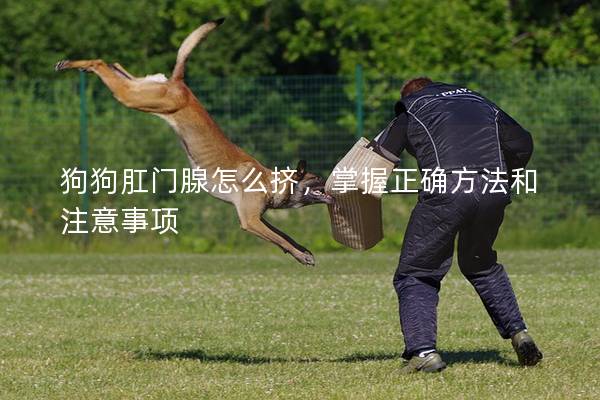 狗狗肛门腺怎么挤，掌握正确方法和注意事项