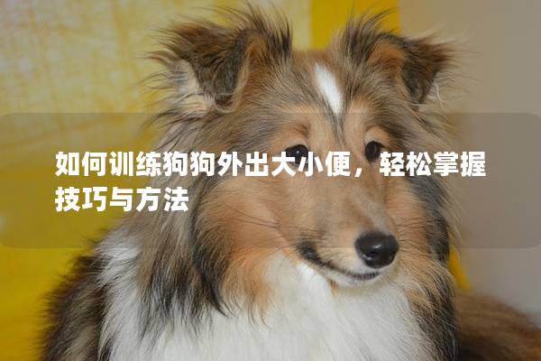 如何训练狗狗外出大小便，轻松掌握技巧与方法