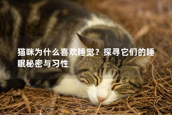 猫咪为什么喜欢睡觉？探寻它们的睡眠秘密与习性