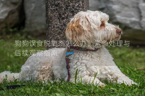 狗狗误食脱氧剂怎么办，紧急处理与后续观察指南