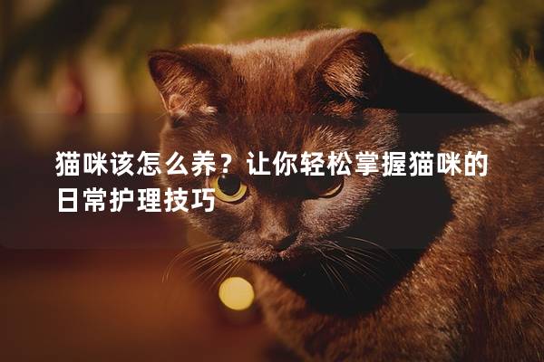 猫咪该怎么养？让你轻松掌握猫咪的日常护理技巧