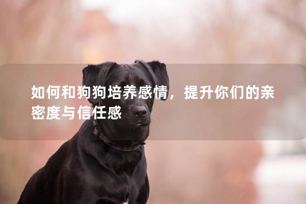 如何和狗狗培养感情，提升你们的亲密度与信任感