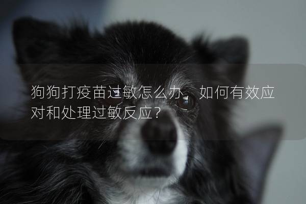 狗狗打疫苗过敏怎么办，如何有效应对和处理过敏反应？