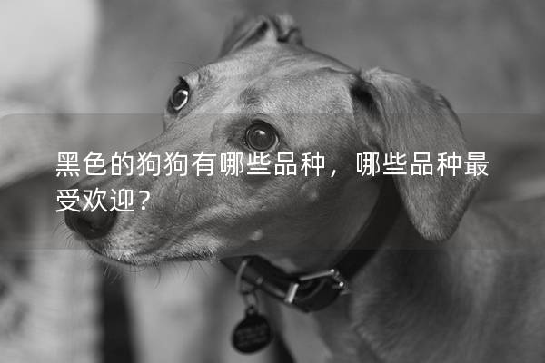 黑色的狗狗有哪些品种，哪些品种最受欢迎？