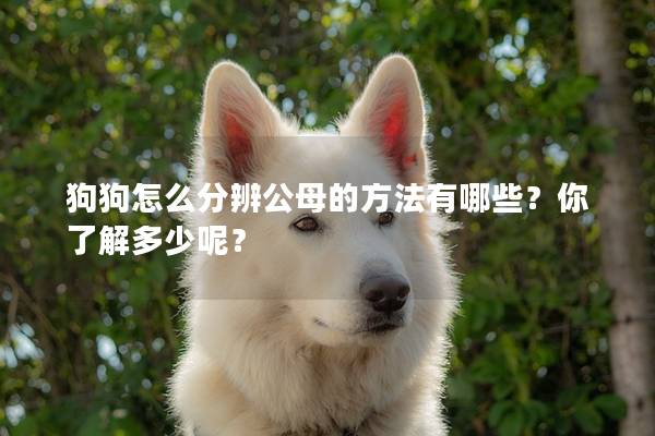 狗狗怎么分辨公母的方法有哪些？你了解多少呢？
