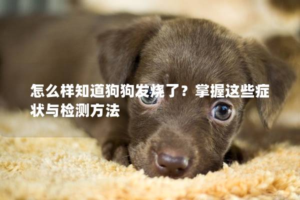 怎么样知道狗狗发烧了？掌握这些症状与检测方法