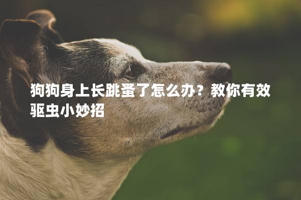 狗狗身上长跳蚤了怎么办？教你有效驱虫小妙招