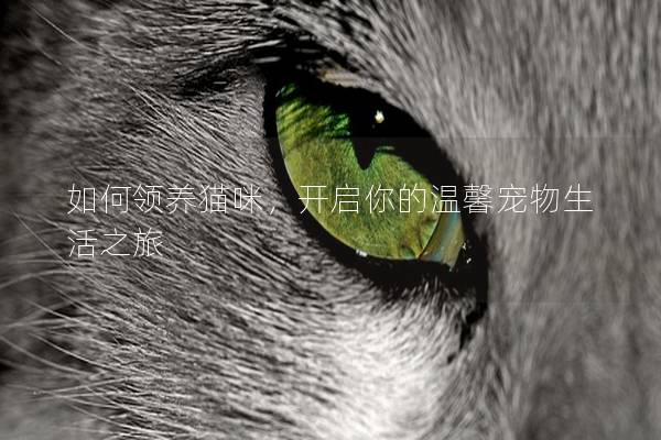 如何领养猫咪，开启你的温馨宠物生活之旅