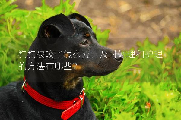狗狗被咬了怎么办，及时处理和护理的方法有哪些？