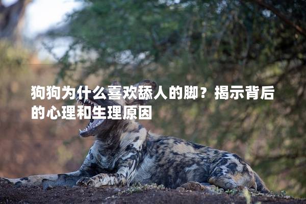 狗狗为什么喜欢舔人的脚？揭示背后的心理和生理原因