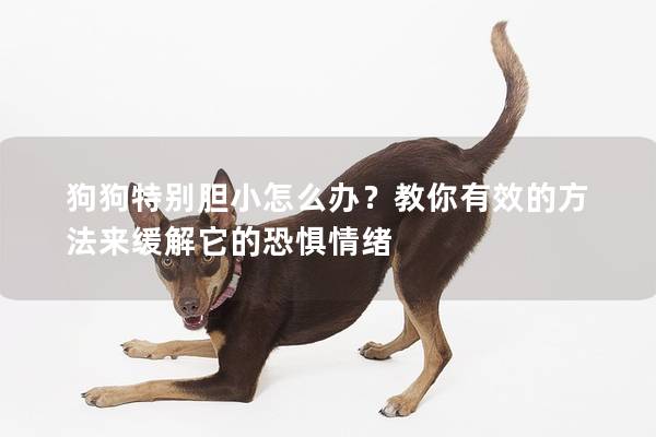 狗狗特别胆小怎么办？教你有效的方法来缓解它的恐惧情绪