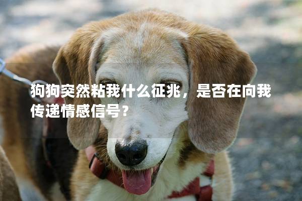 狗狗突然粘我什么征兆，是否在向我传递情感信号？