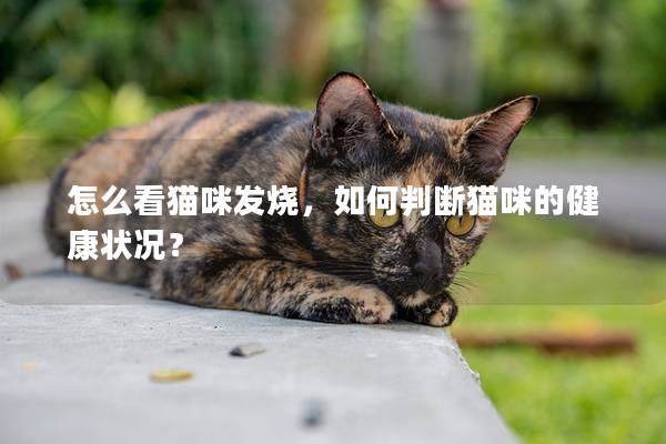 怎么看猫咪发烧，如何判断猫咪的健康状况？