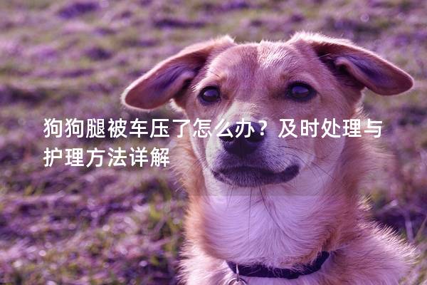 狗狗腿被车压了怎么办？及时处理与护理方法详解