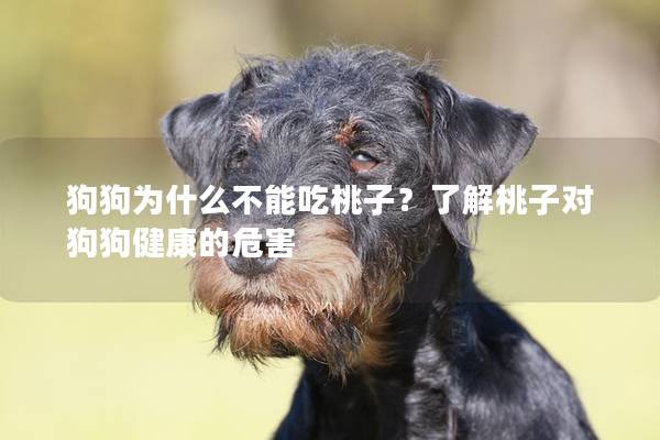 狗狗为什么不能吃桃子？了解桃子对狗狗健康的危害
