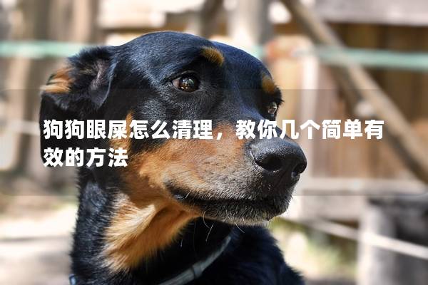 狗狗眼屎怎么清理，教你几个简单有效的方法