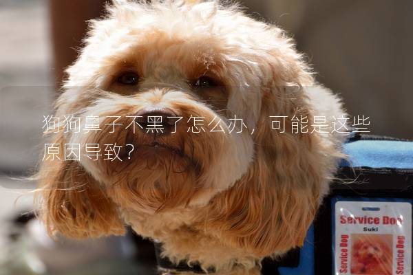 狗狗鼻子不黑了怎么办，可能是这些原因导致？