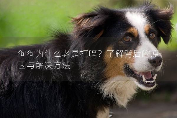 狗狗为什么老是打嗝？了解背后的原因与解决方法
